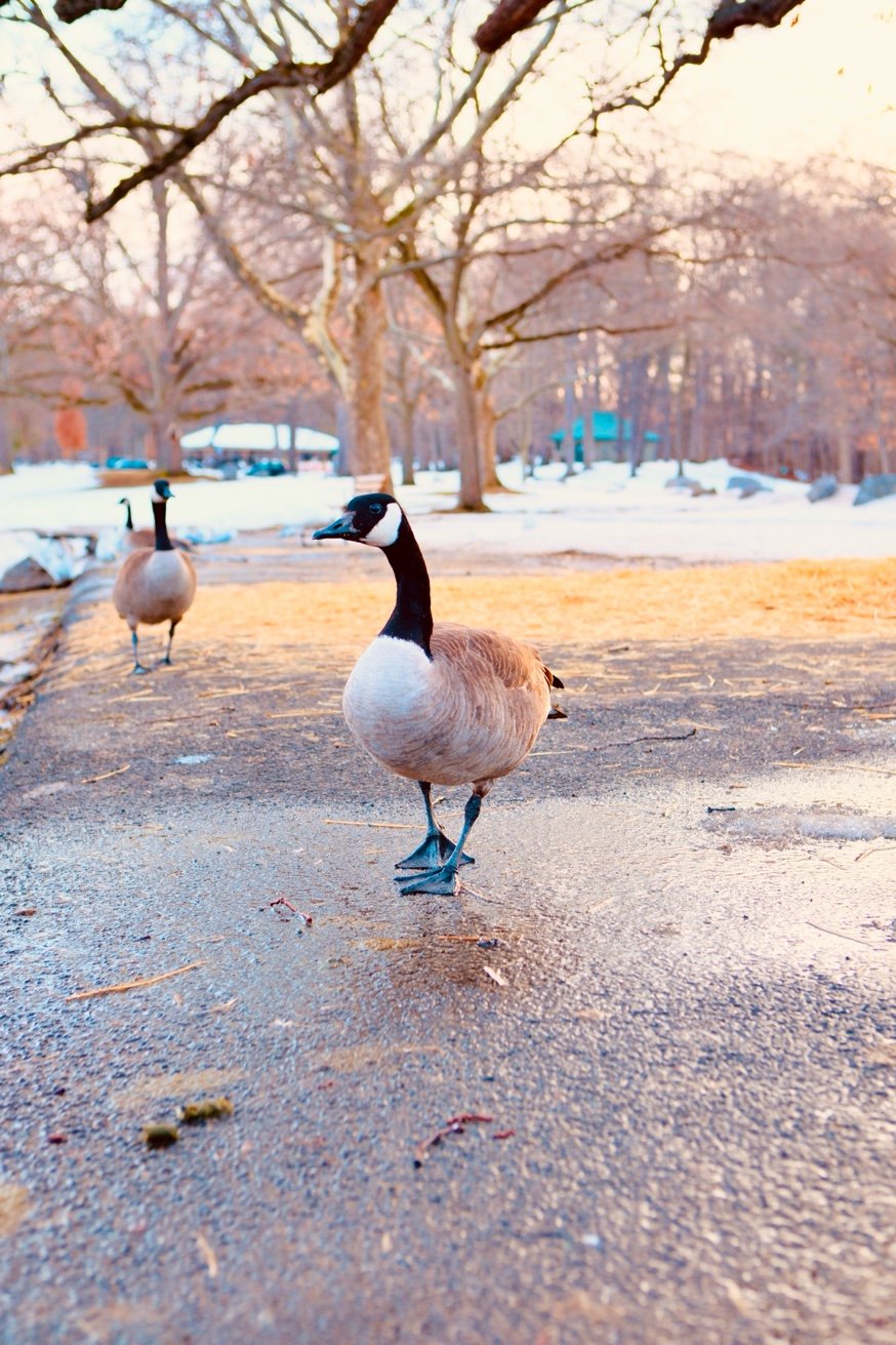 Canada Geese