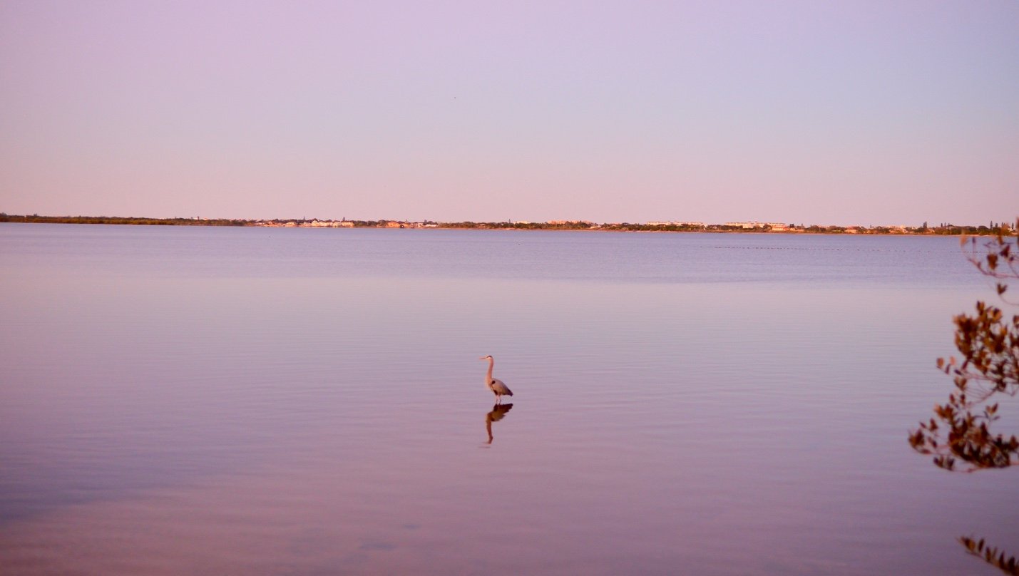 Heron at Dusk