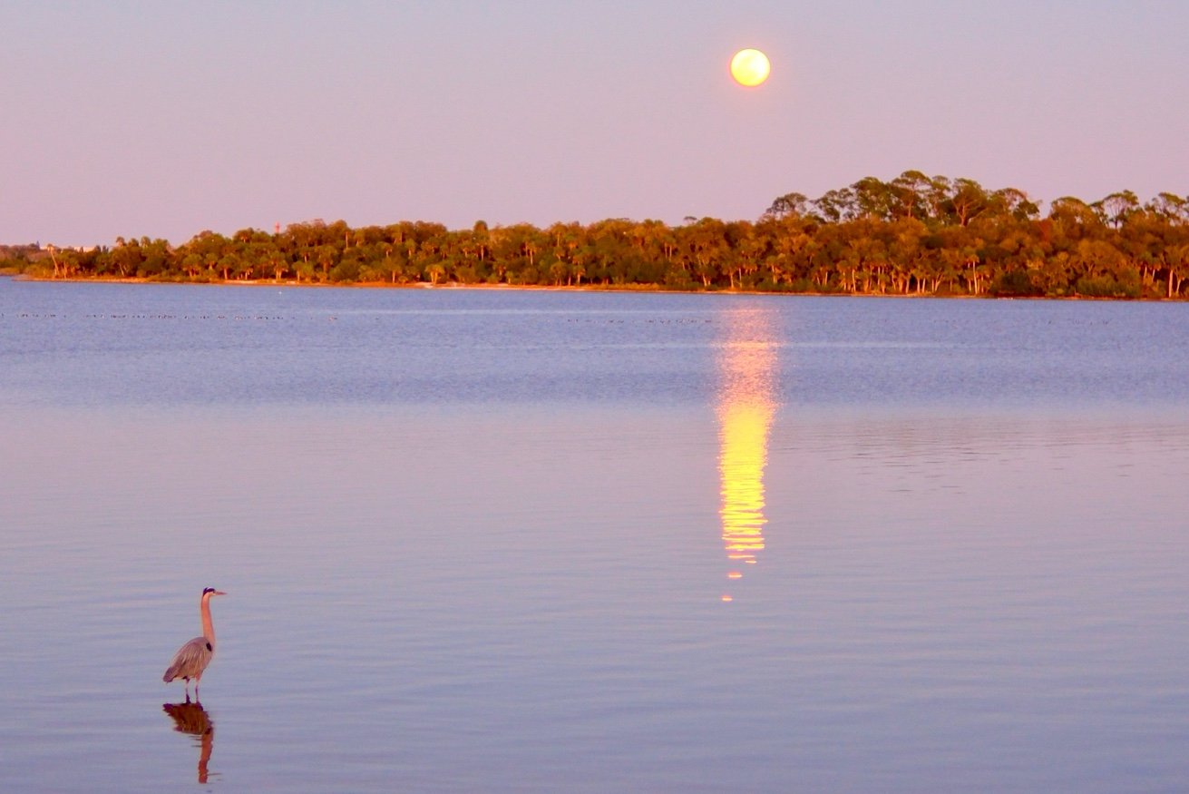Heron and Full Moon